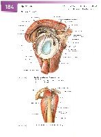 Sobotta Atlas of Human Anatomy  Head,Neck,Upper Limb Volume1 2006, page 191